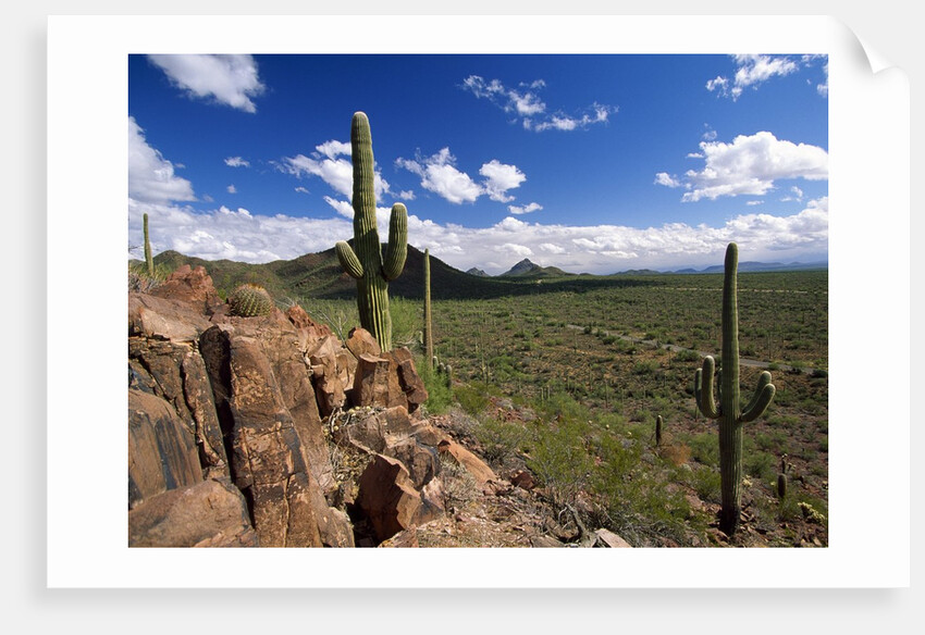 Landscape, Saguaro National Park, Arizona, USA by Anonymous