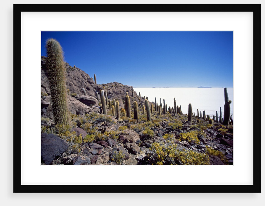 Salar de Uyuni and Cactuses in Isla de Pescado, Bolivia by Anonymous