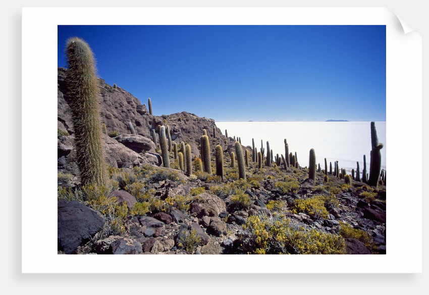 Salar de Uyuni and Cactuses in Isla de Pescado, Bolivia by Anonymous