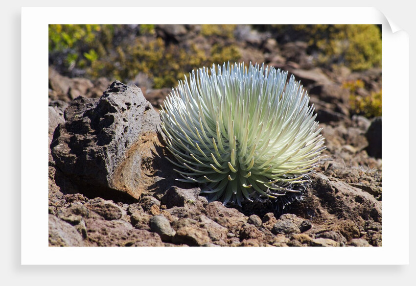 Silversword at Haleakala National Park, Maui, Hawaii by Anonymous