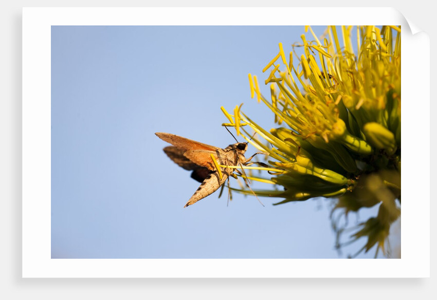 Hummingbird Hawk Moth, Baja, Mexico by Anonymous
