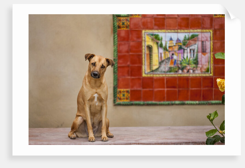 Pet Dog, Baja, Mexico by Anonymous