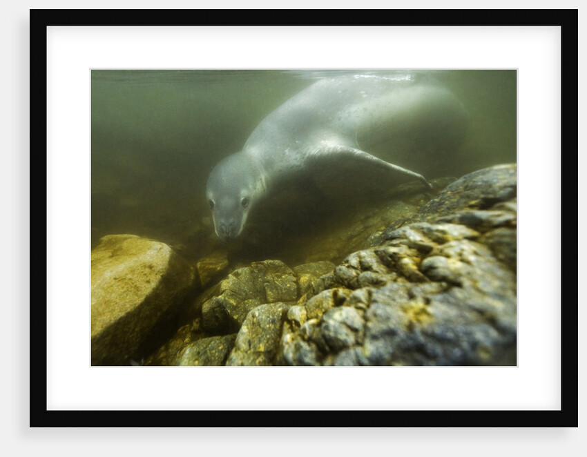 Underwater Leopard Seal, Antarctica by Anonymous