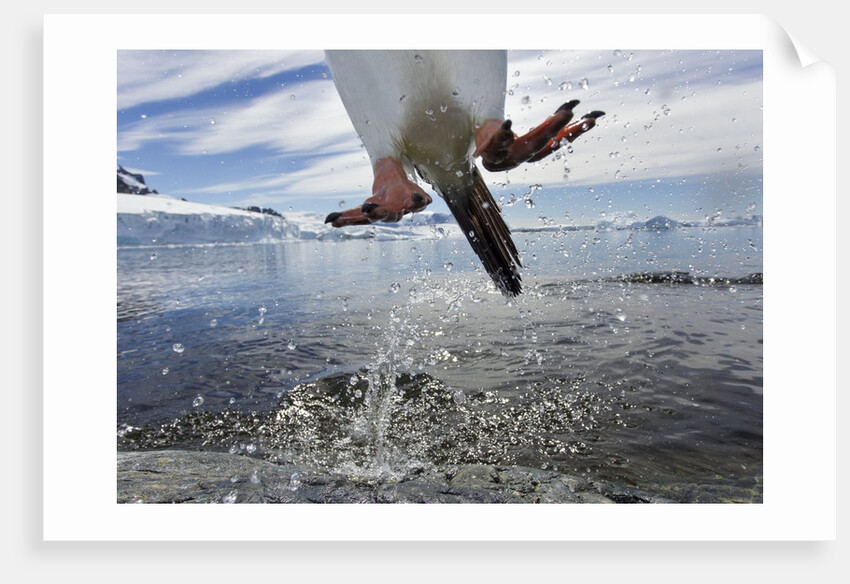 Leaping Gentoo Penguin, Antarctica by Anonymous
