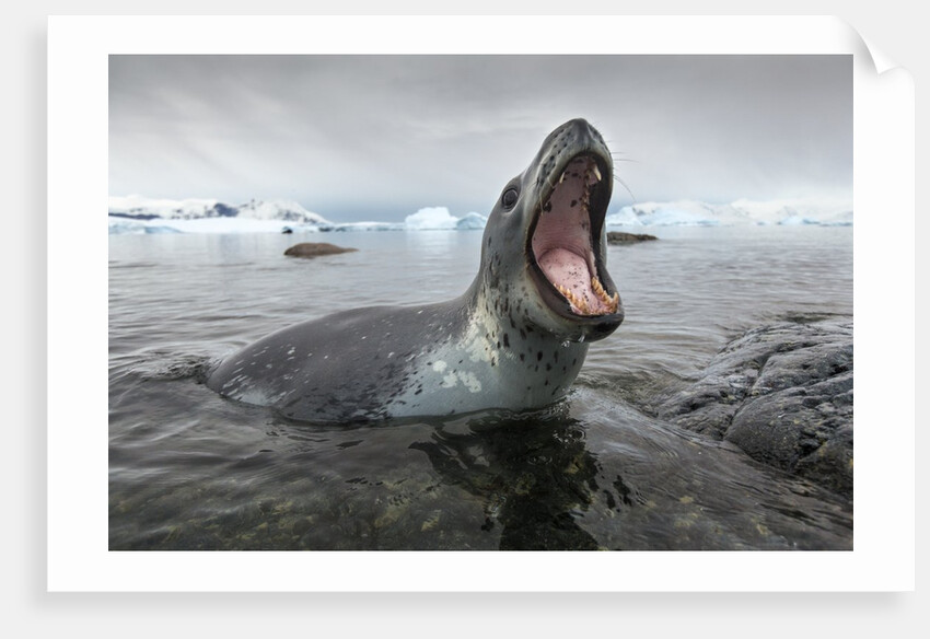 Leopard Seal Hunting, Antarctica by Anonymous