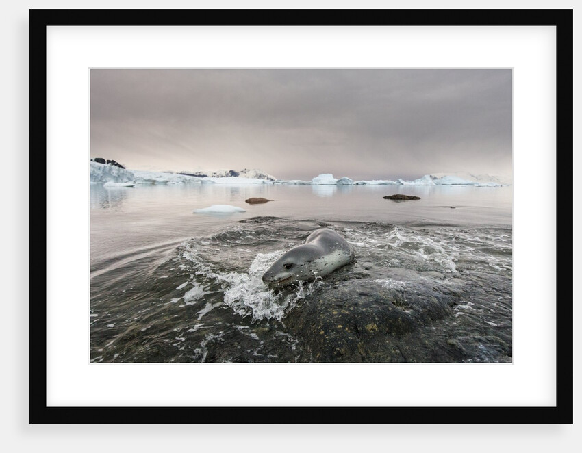 Leopard Seal Hunting, Antarctica by Anonymous