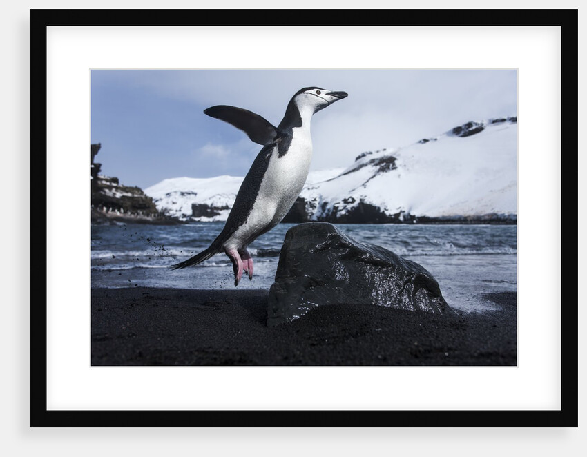 Chinstrap Penguin, Deception Island, Antarctica by Anonymous