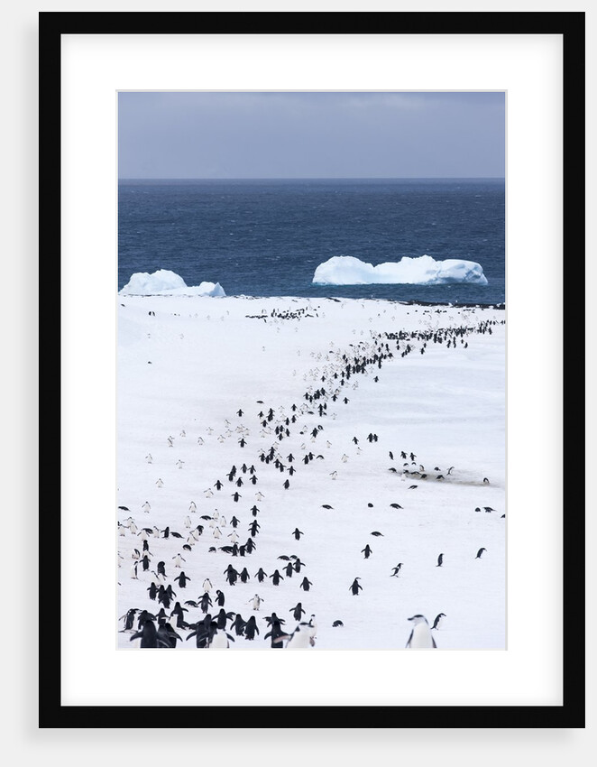Chinstrap Penguins in Snow, Deception Island, Antarctica by Anonymous