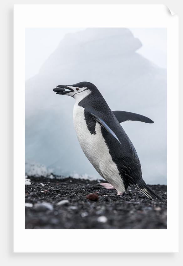 Chinstrap Penguins with Rock, Deception Island, Antarctica by Anonymous