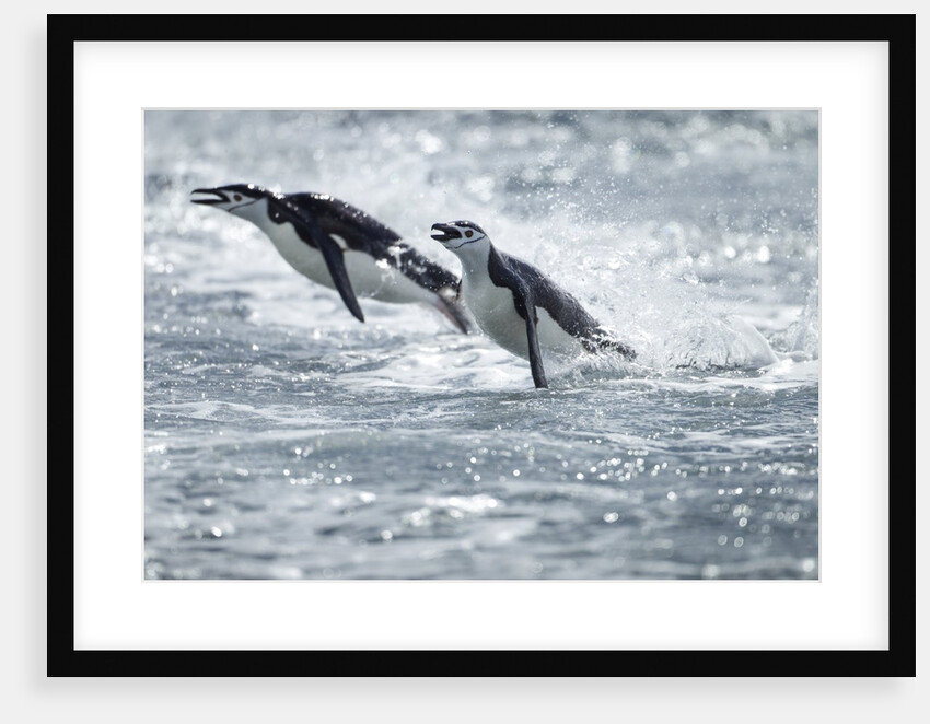 Airborne Chinstrap Penguins, Deception Island, Antarctica by Anonymous