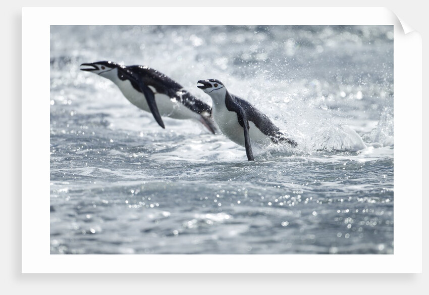 Airborne Chinstrap Penguins, Deception Island, Antarctica by Anonymous