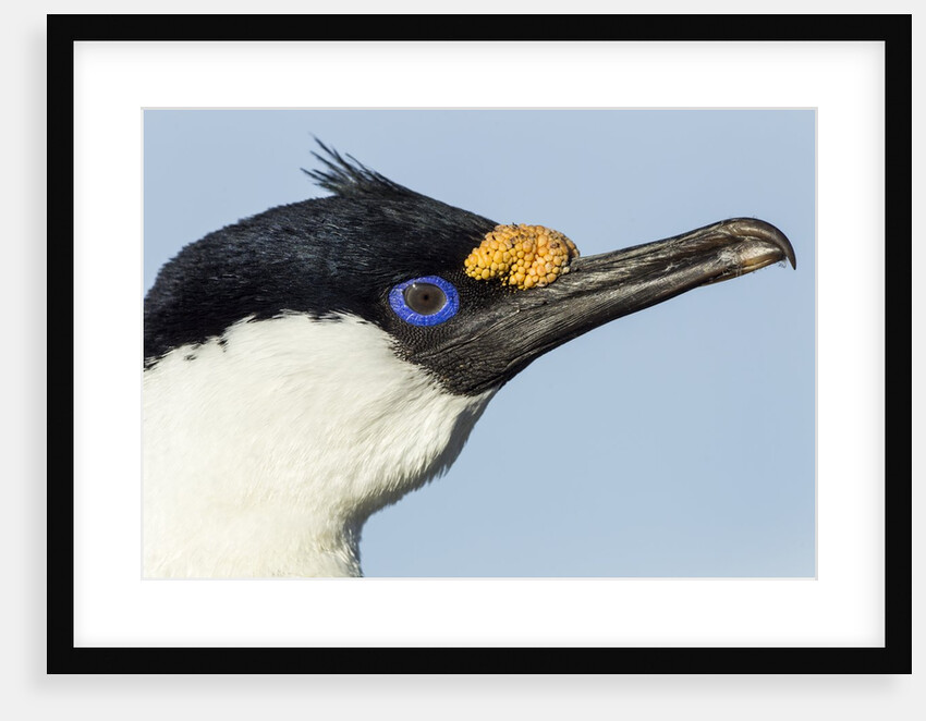 Blue-eyed Shag, Petermann Island, Antarctica by Anonymous
