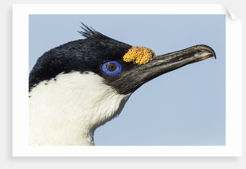 Blue-eyed Shag, Petermann Island, Antarctica by Anonymous