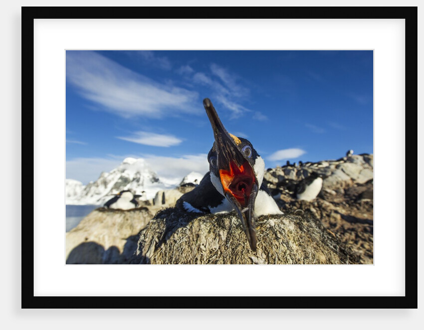 Blue-Eyed Shag, Antarctica by Anonymous