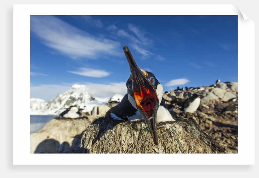 Blue-Eyed Shag, Antarctica by Anonymous