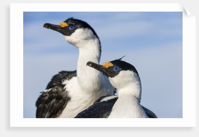 Blue-eyed Shags, Petermann Island, Antarctica by Anonymous