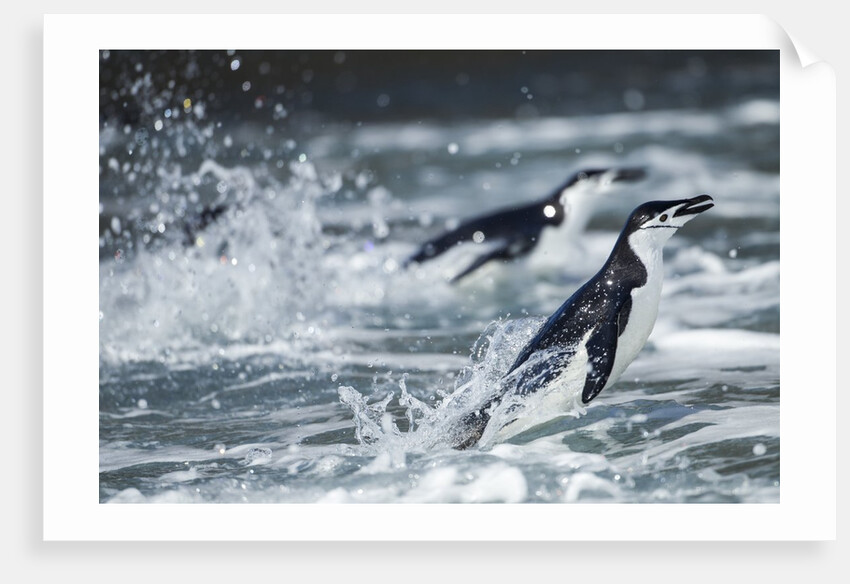 Chinstrap Penguins, Deception Island, Antarctica by Anonymous
