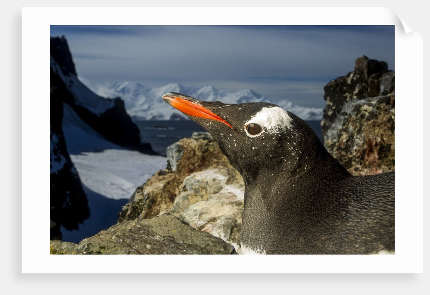 Gentoo Penguin Portrait, Antarctica by Anonymous