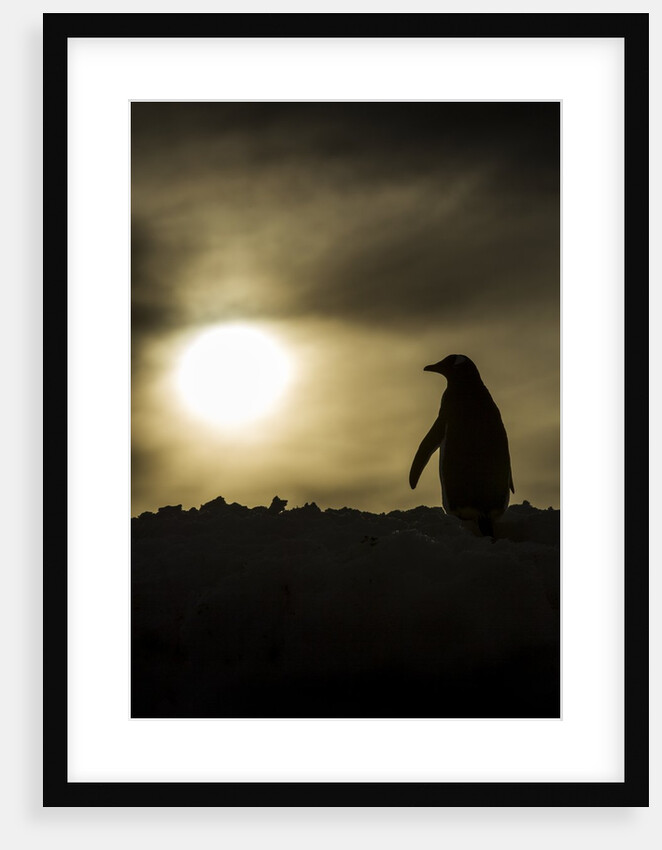 Gentoo Penguin at Sunset, Antarctica by Anonymous