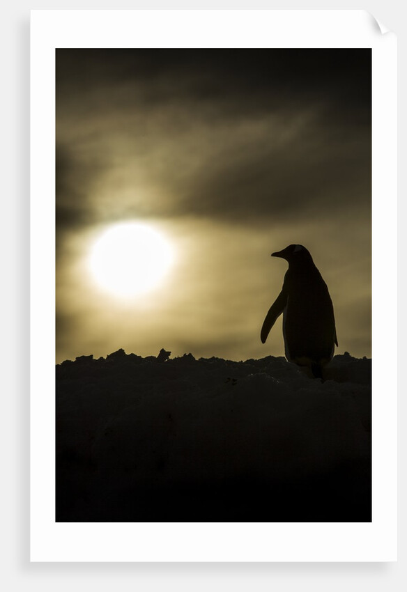 Gentoo Penguin at Sunset, Antarctica by Anonymous