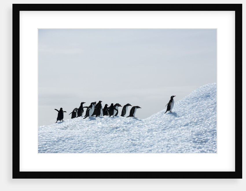 Penguins on Iceberg, Antarctica by Anonymous