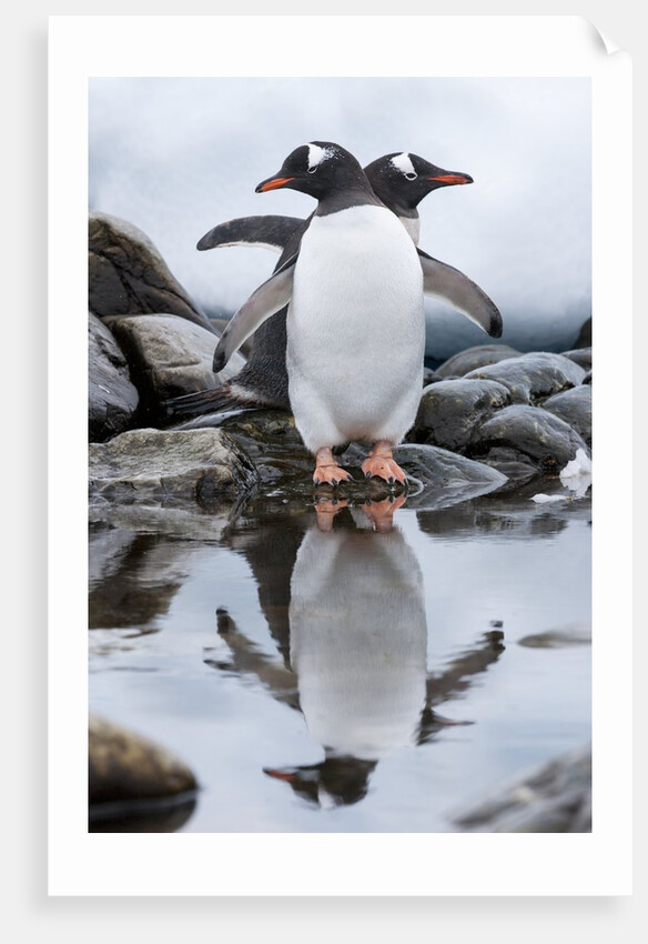 Gentoo Penguins, Antarctica by Anonymous