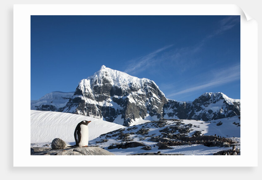 Gentoo Penguin, Antarctica by Anonymous