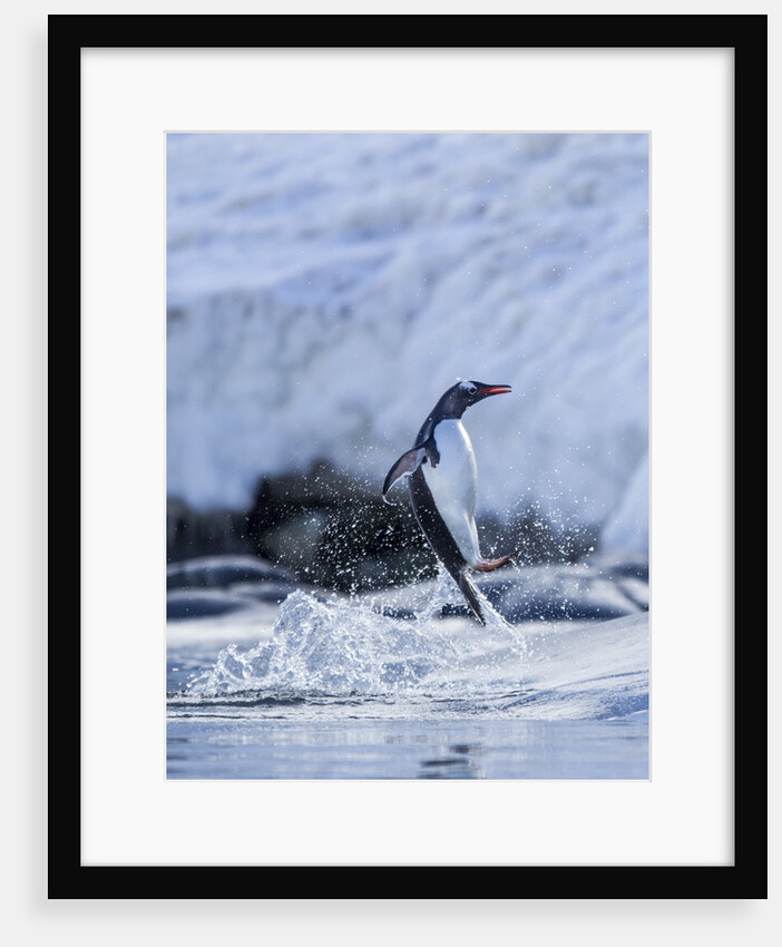 Leaping Gentoo Penguin, Antarctica by Anonymous