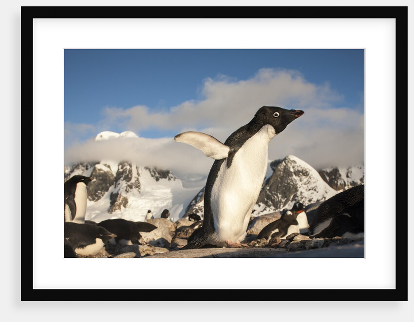 Adelie Penguins, Antarctica by Anonymous