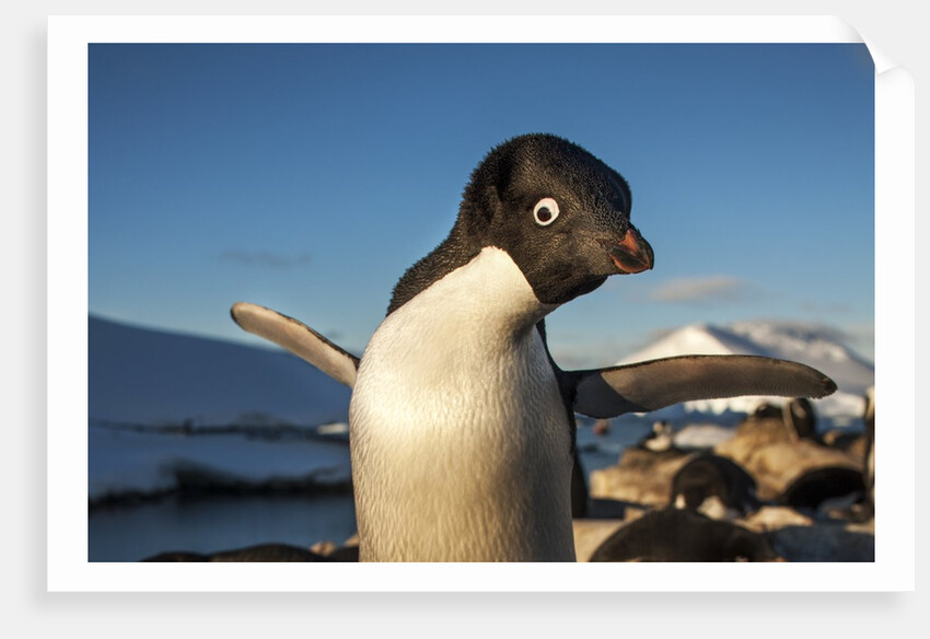 Adelie Penguin, Antarctica by Anonymous