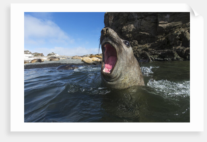 Elephant Seal, Antarctica by Anonymous