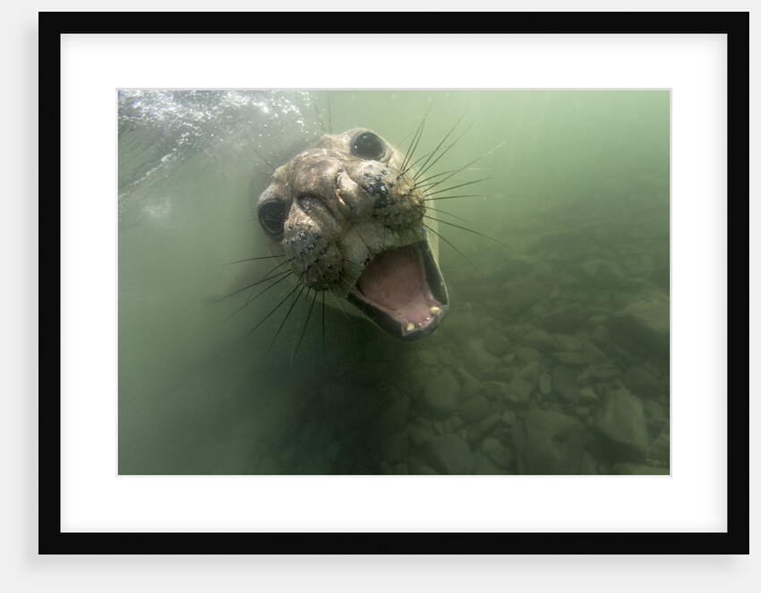 Underwater Elephant Seal, Antarctica by Anonymous