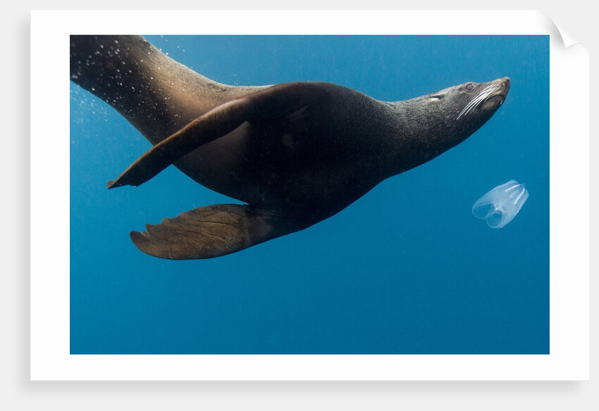 Underwater Sea Lion, Diego Ramirez Island, Chile by Anonymous