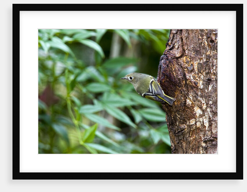 Ruby-crowned Kinglet by Anonymous