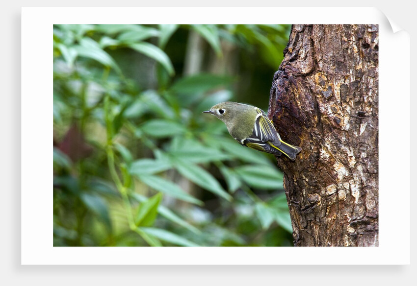 Ruby-crowned Kinglet by Anonymous