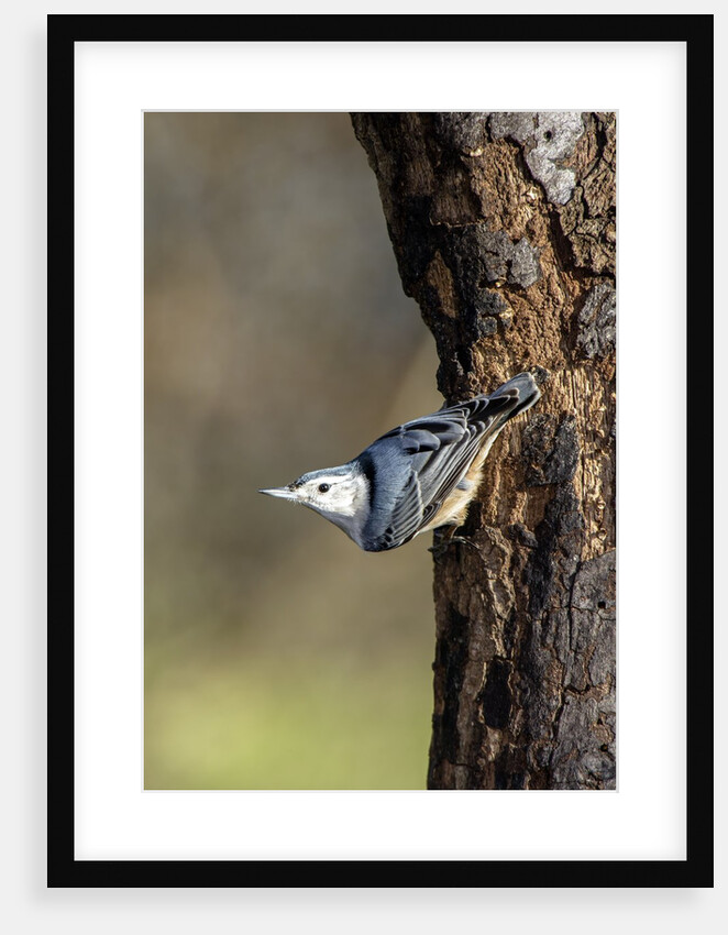 White-breasted Nuthatch by Anonymous