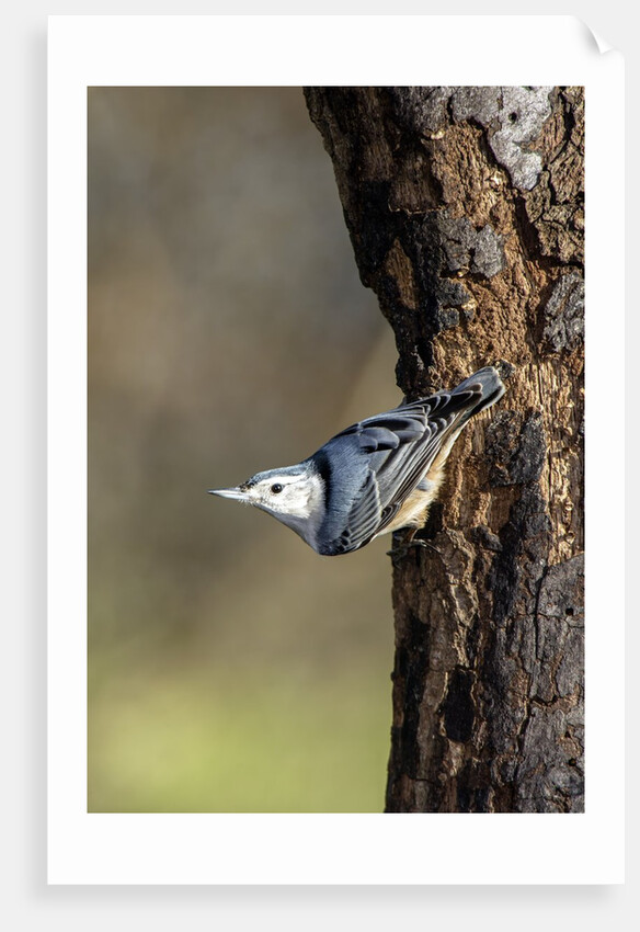 White-breasted Nuthatch by Anonymous