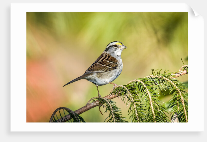 White-throated Sparrow by Anonymous