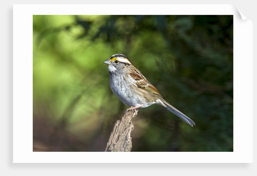 White-throated Sparrow by Anonymous
