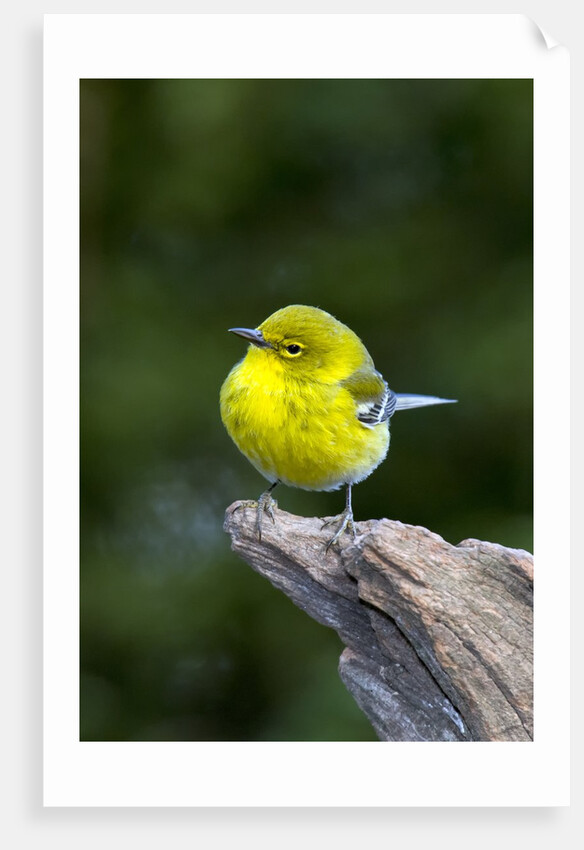Pine Warbler by Anonymous