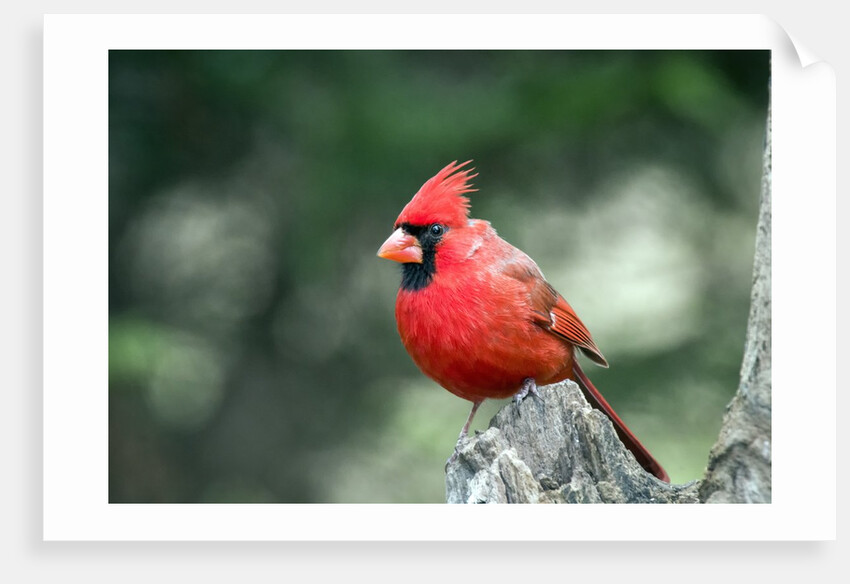 Northern Cardinal by Anonymous
