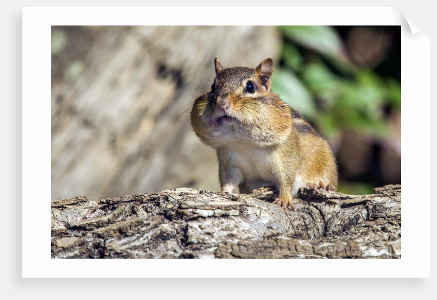 Eastern Chipmunk by Anonymous