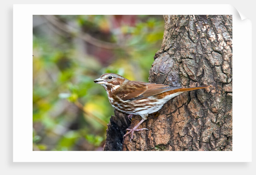 Fox Sparrow by Anonymous