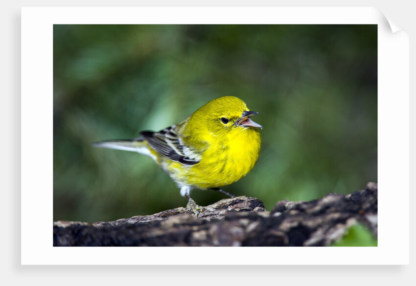 Pine Warbler by Anonymous