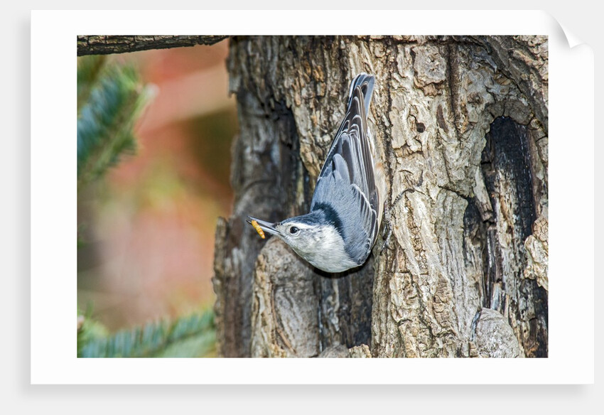 White-breasted Nuthatch by Anonymous