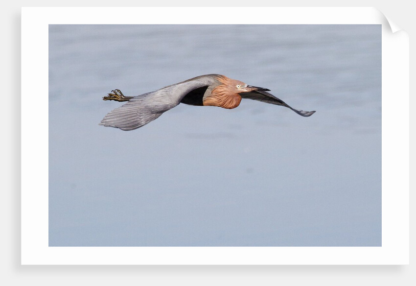 Reddish Egret in flight by Anonymous