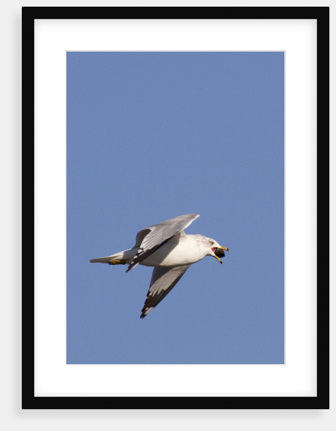 Ring-Billed Gull flying with sea shell by Anonymous