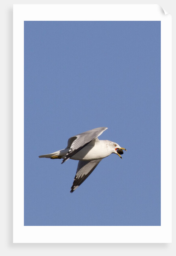 Ring-Billed Gull flying with sea shell by Anonymous