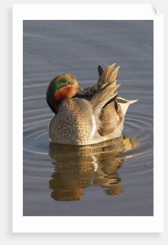 Male Green-Winged Teal Duck grooming by Anonymous