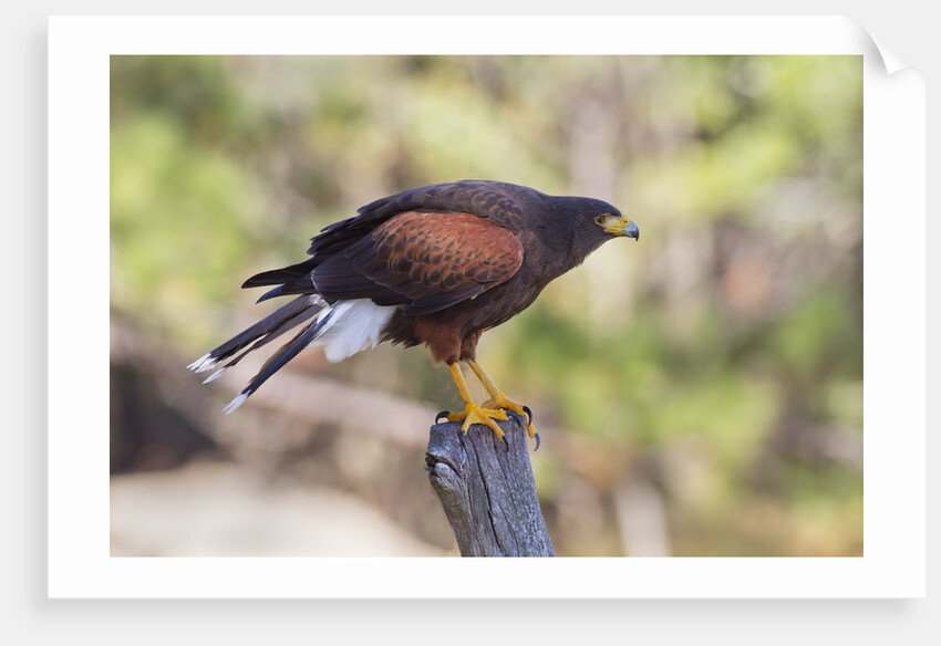 Harris's Hawk by Anonymous